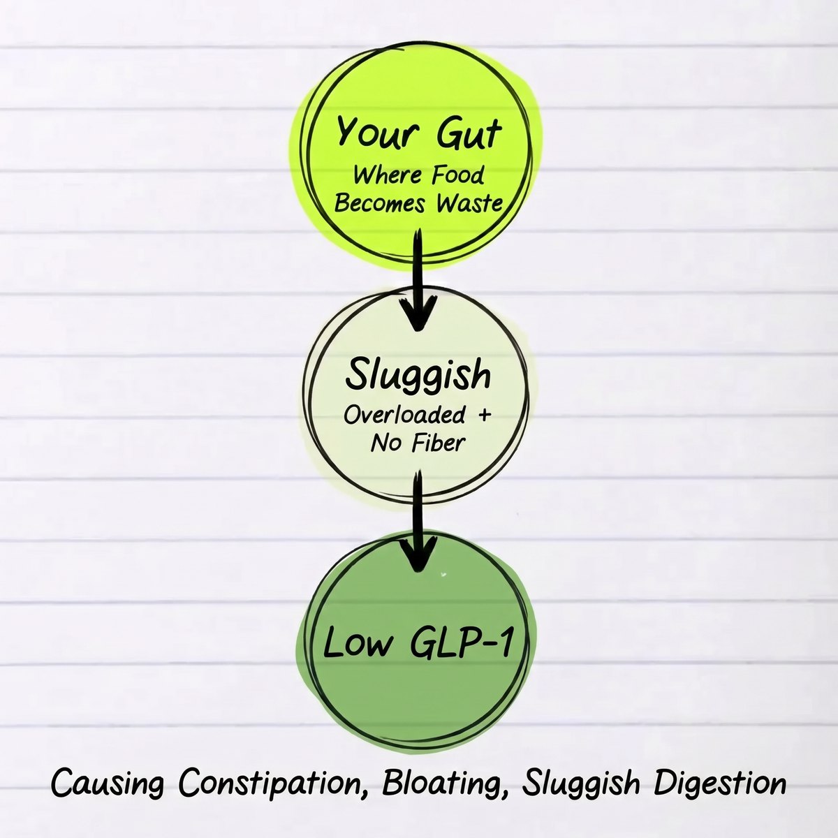 Hand-drawn diagram: Your Gut → Sluggish → Low GLP-1 — Causing Constipation, Bloating, Sluggish Digestion