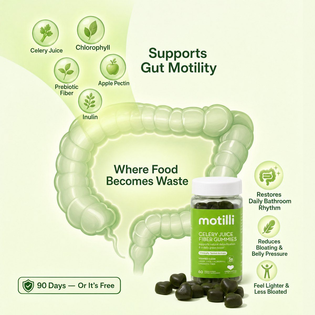 Anatomical stomach with Motilli ingredients — Celery (Apigenin), Chlorophyllin, Fiber, Pectin, Inulin